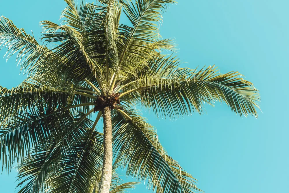 Palm trees against a bright tropical sky